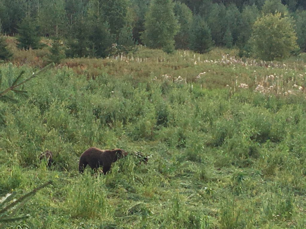 Охота на медведя на овсах или с подхода: сентябрь